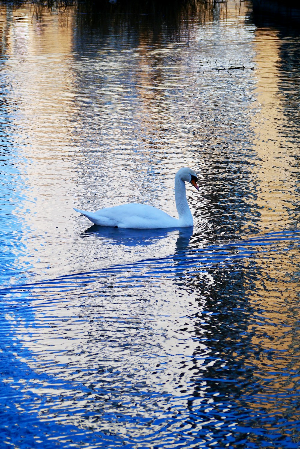 white swan on water during daytime