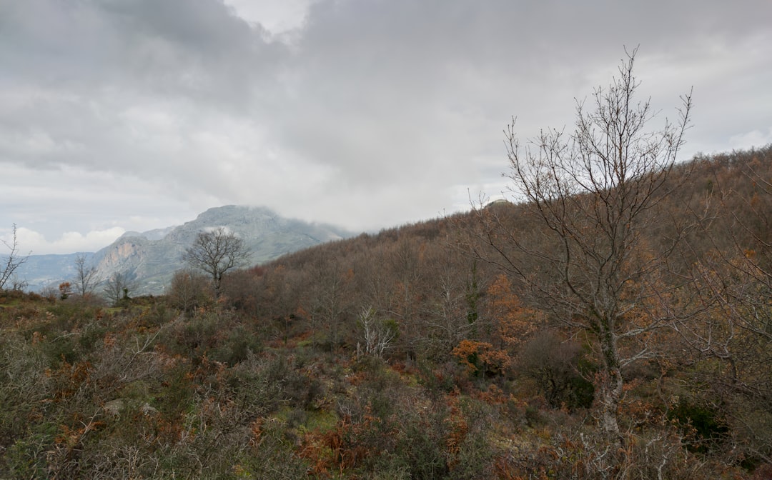 brown bare trees on mountain under white clouds during daytime