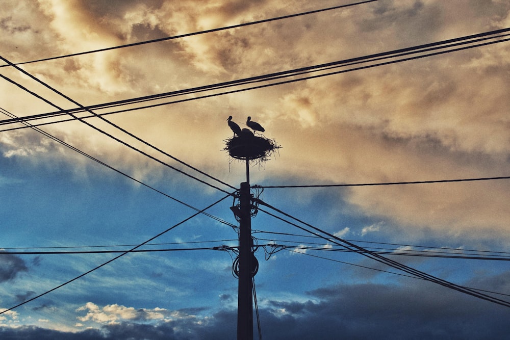 black bird on black electric wire under cloudy sky during daytime