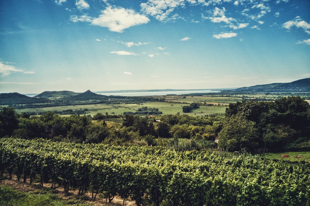 Grünes Grasfeld unter blauem Himmel tagsüber