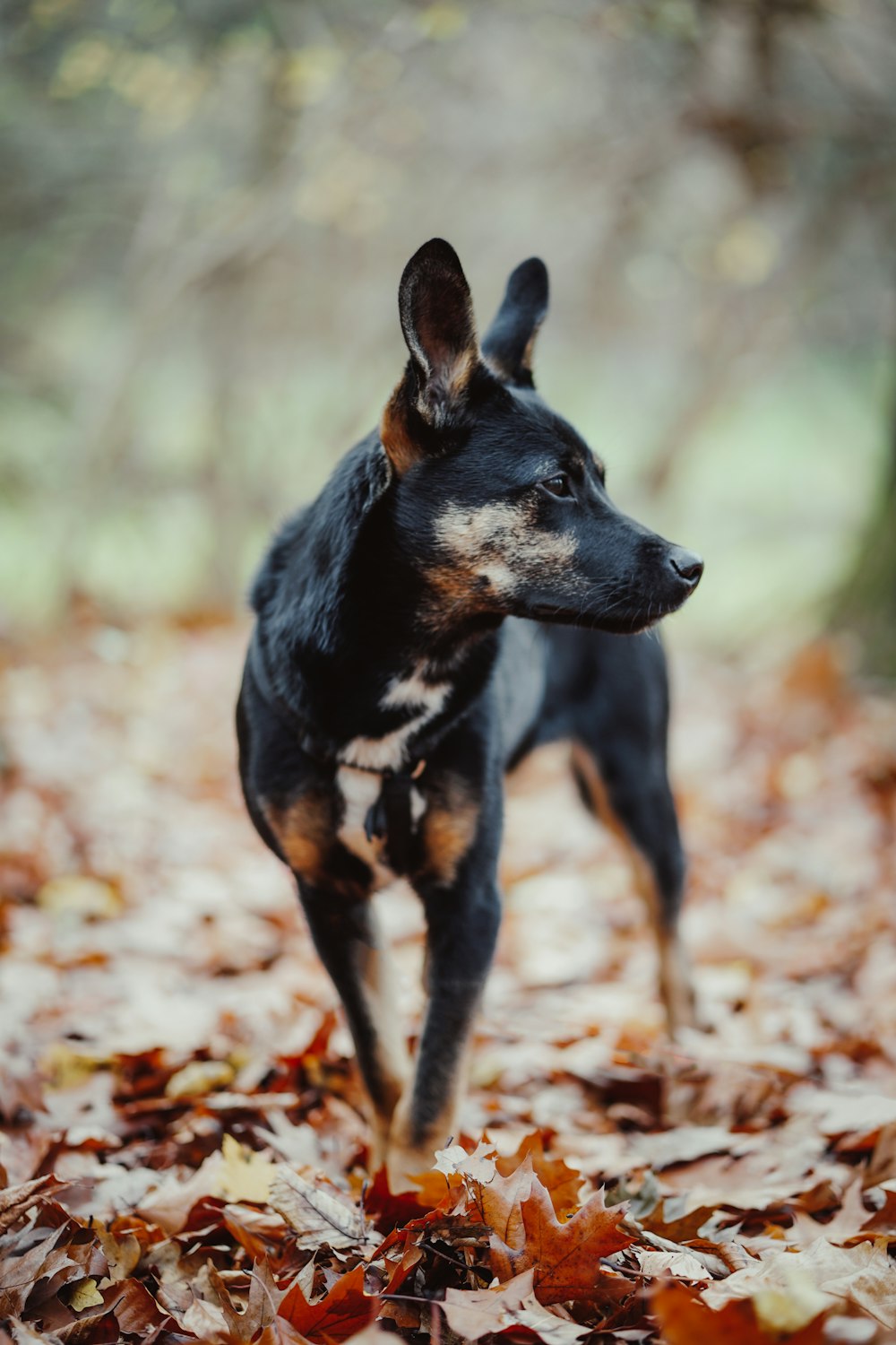 黒と黄褐色のショートコートの中型犬は、昼間、枯れ葉の上に立っています