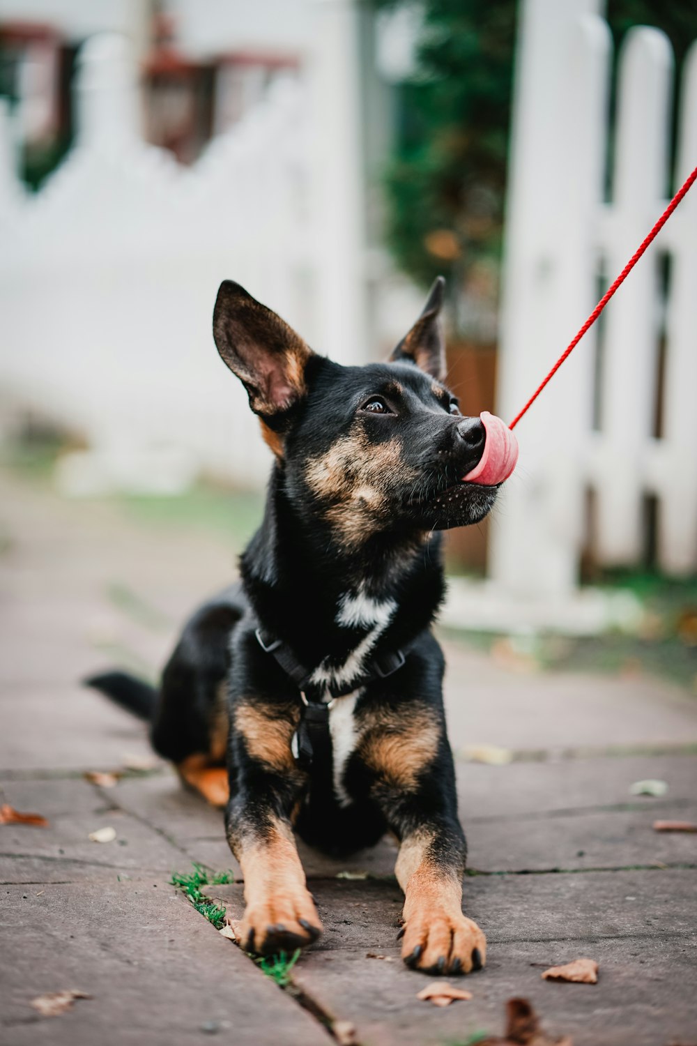 black and tan short coat medium dog on grey concrete pavement during daytime