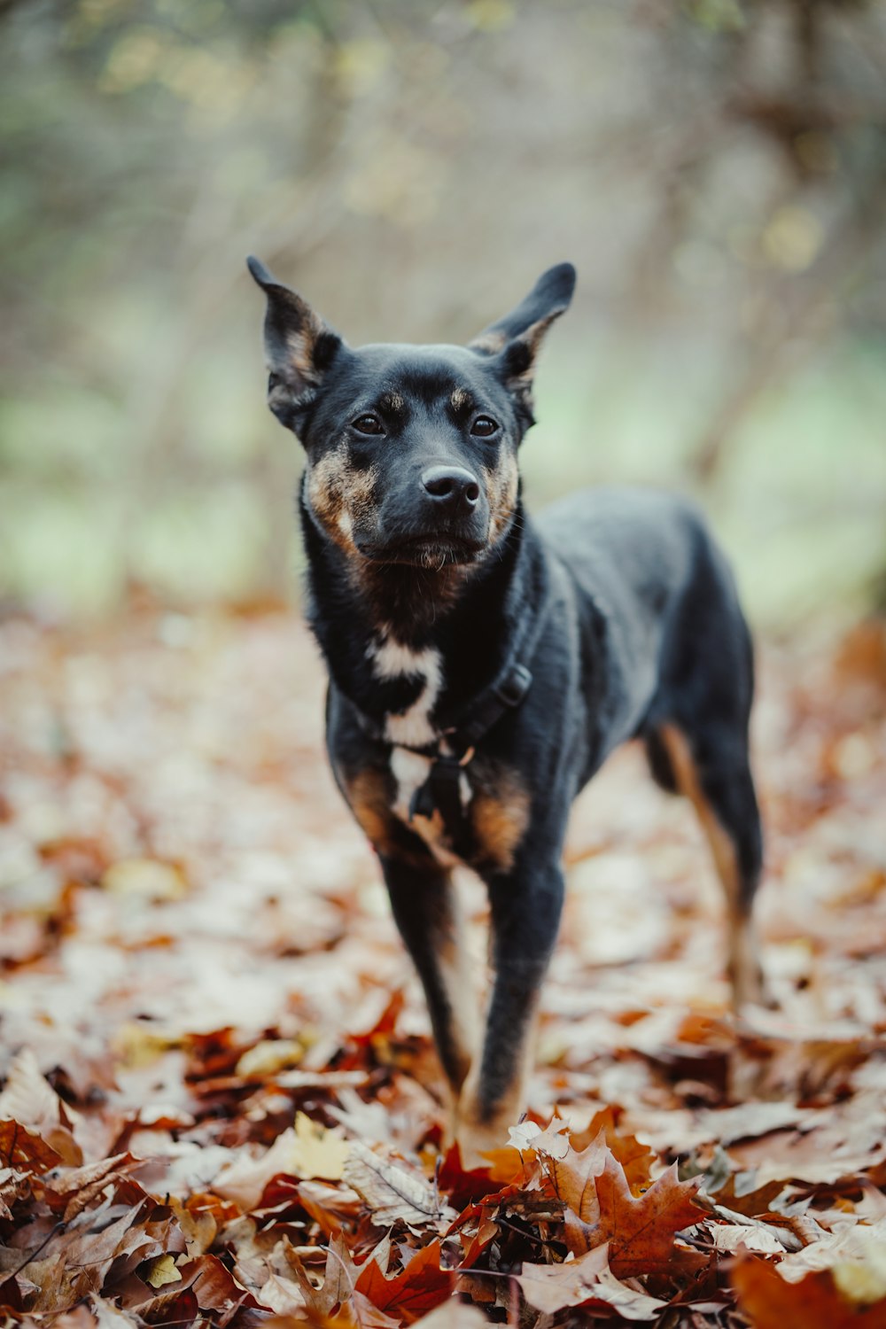 黒と黄褐色のショートコートの中型犬は、昼間、枯れ葉の上に立っています