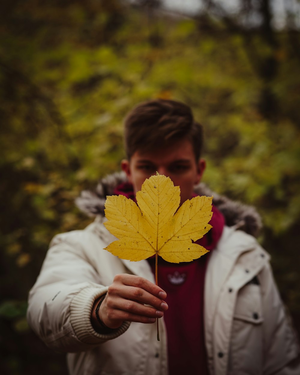 person holding yellow maple leaf