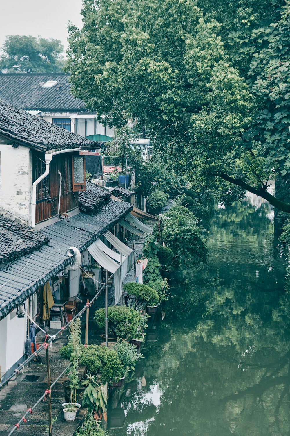 green trees beside river during daytime