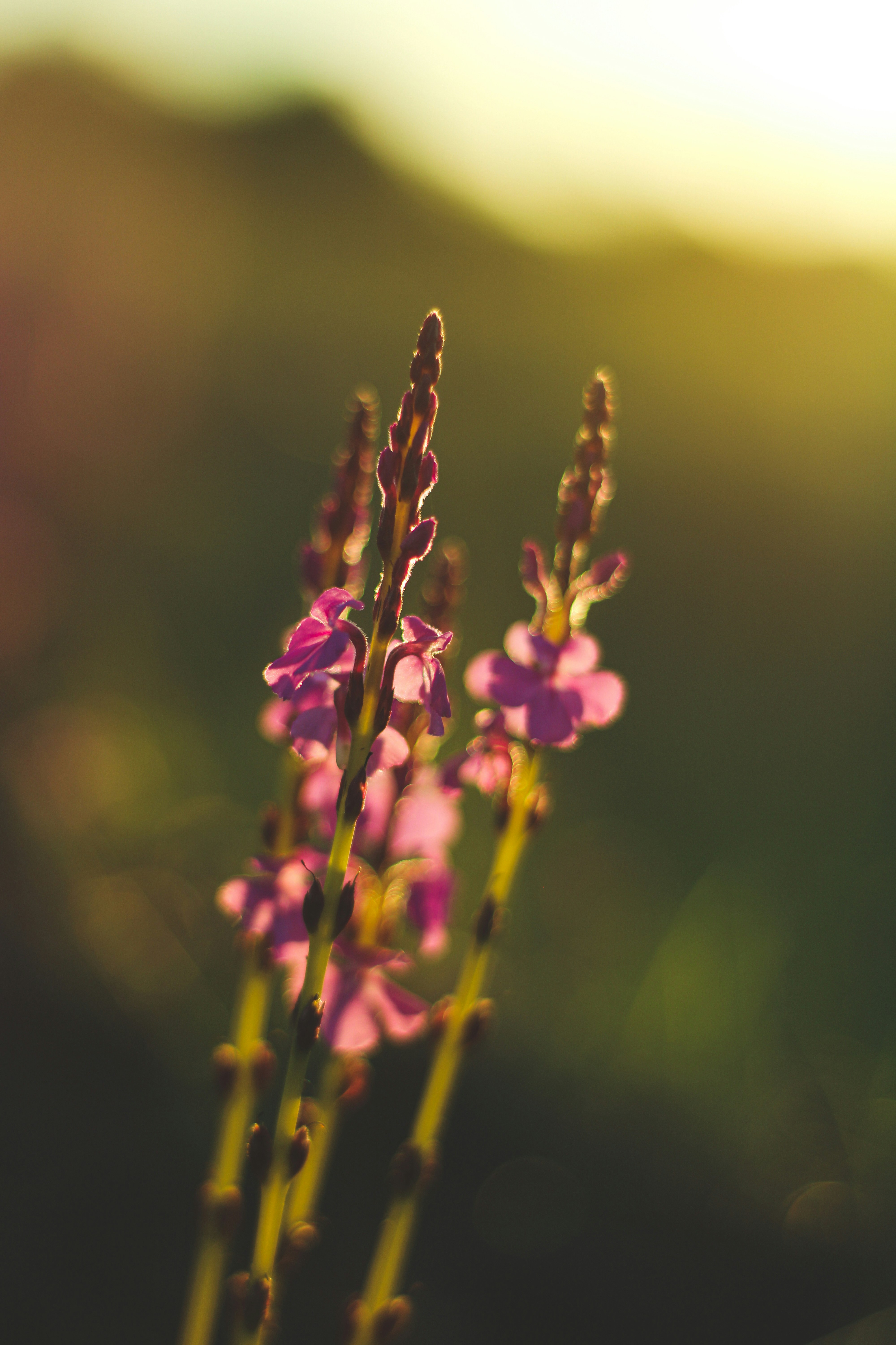 Photo by anupamam265