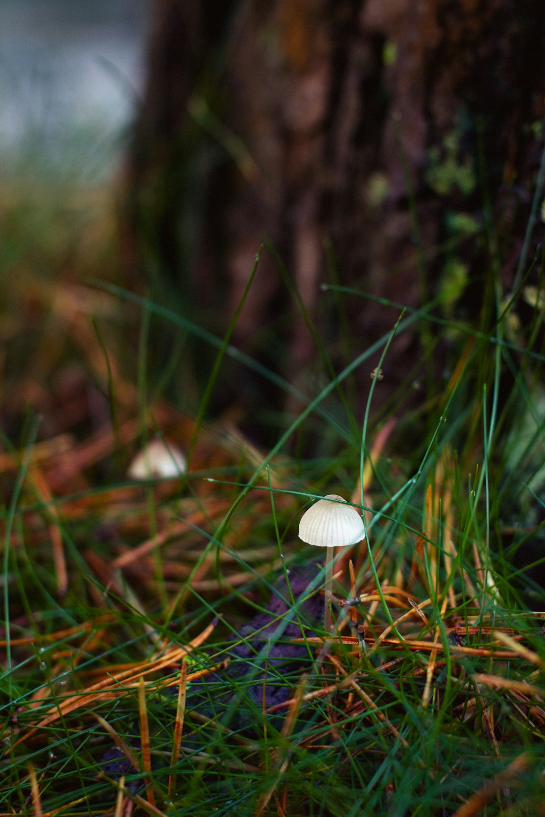 white mushroom on green grass during daytime