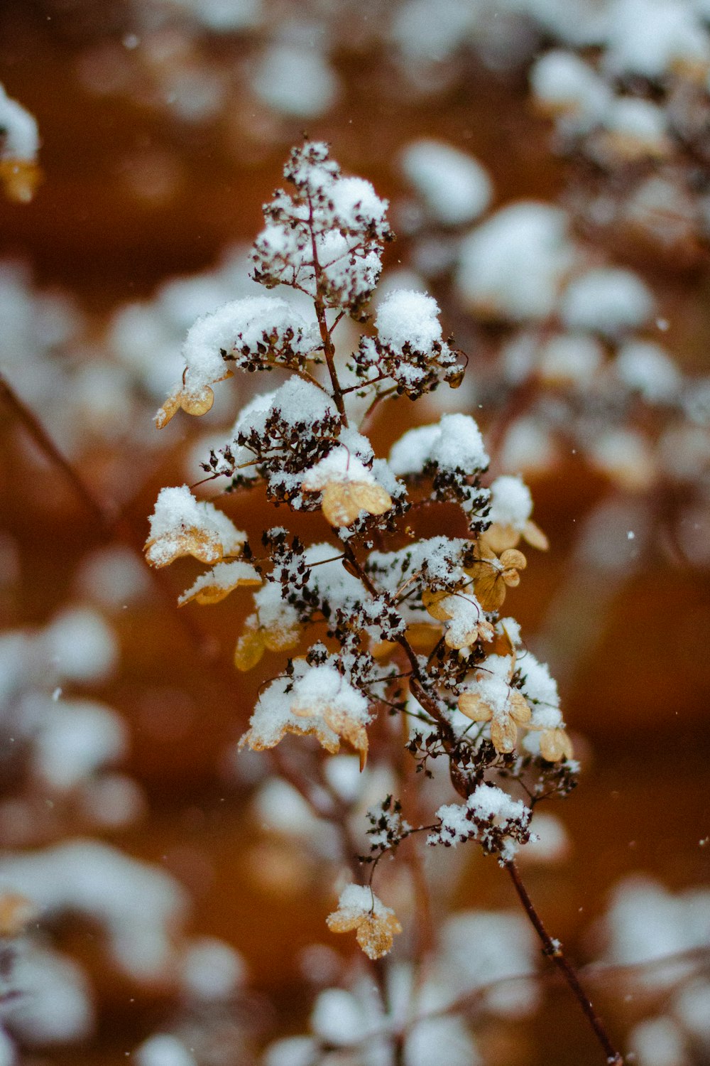 white flowers in tilt shift lens