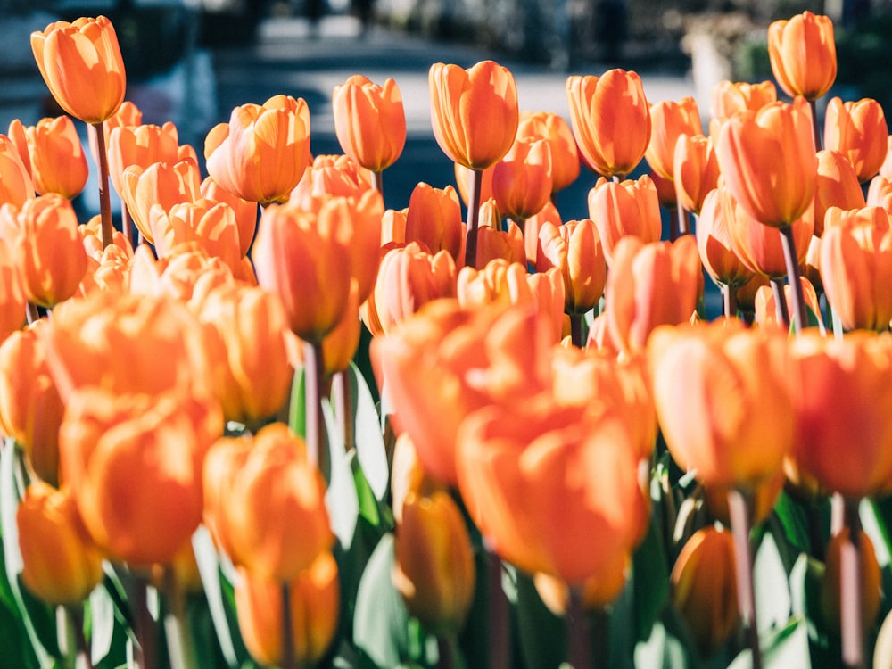 Tulipes orange en fleurs pendant la journée