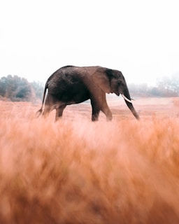 elephant walking on brown grass field during daytime
