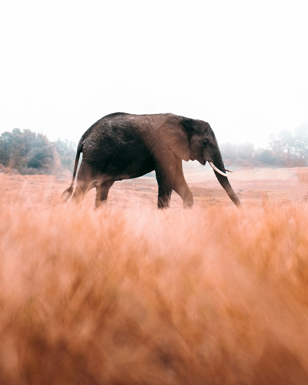 éléphant marchant sur un champ d’herbe brune pendant la journée