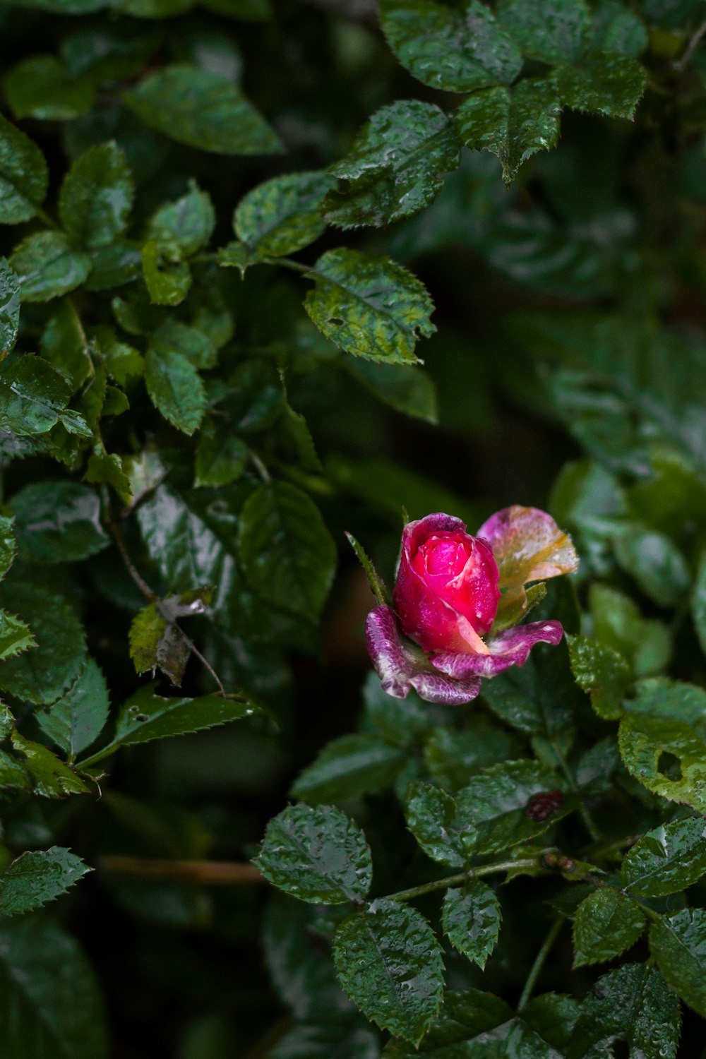 rose rose en fleurs pendant la journée