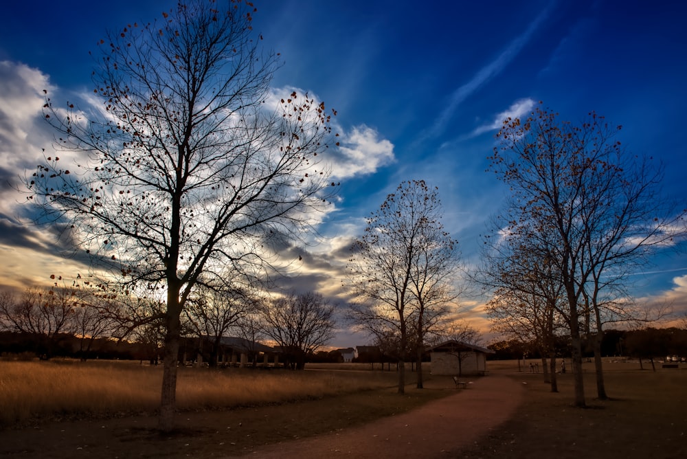 leafless trees under blue sky during daytime