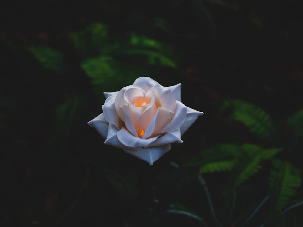 a close up of a flower