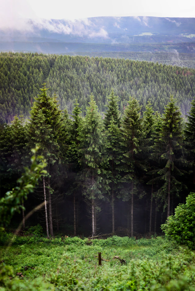 Wald rund um Allrode — Aktiv-Ferienwohnung (Beispielbild)