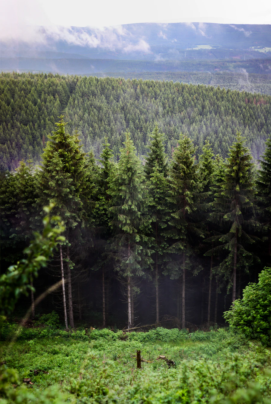 Grüner Wald (Beispielbild)