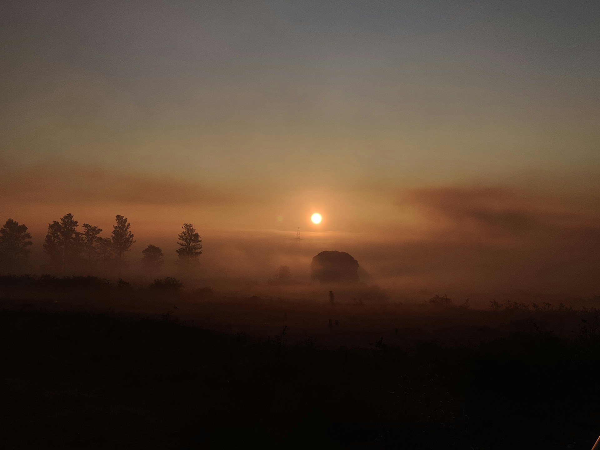 silhouette of trees during sunset