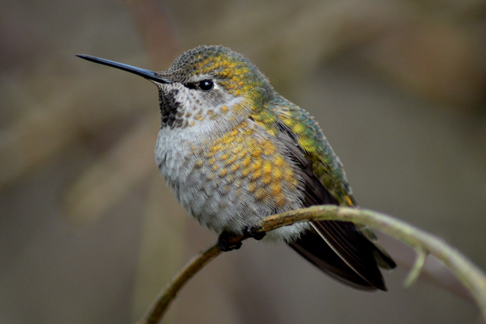 green and white bird on brown tree branch