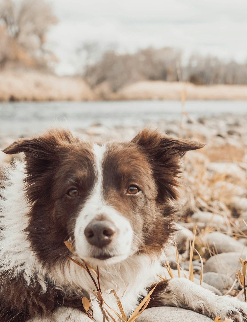 black and white border collie on brown grass field during daytime