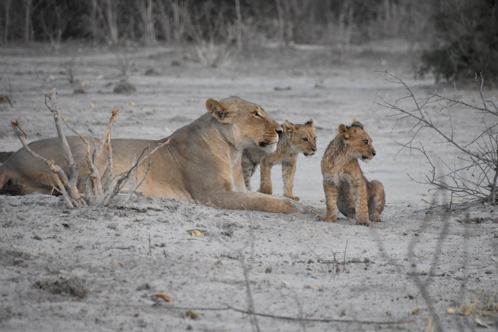 2 brown lioness on snow covered ground during daytime