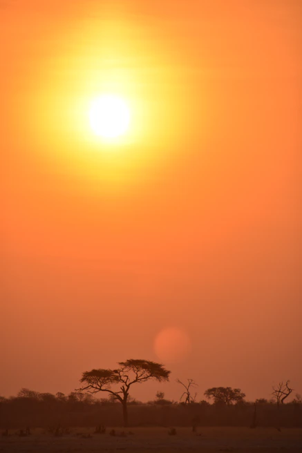 A vibrant sunset casting warm hues over the Serengeti plains with acacia trees silhouetted