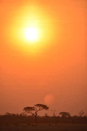 A vibrant sunset dominates the sky with a large, bright orange and yellow sun casting warm hues. Silhouetted trees, typical of a savannah landscape, are lined along the bottom, adding depth to the scene with their distinct shapes against the horizon.