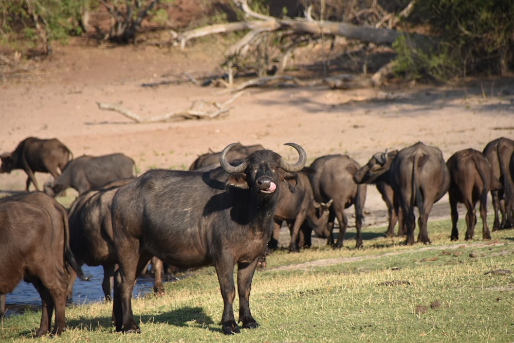 black water buffalo on green grass field during daytime