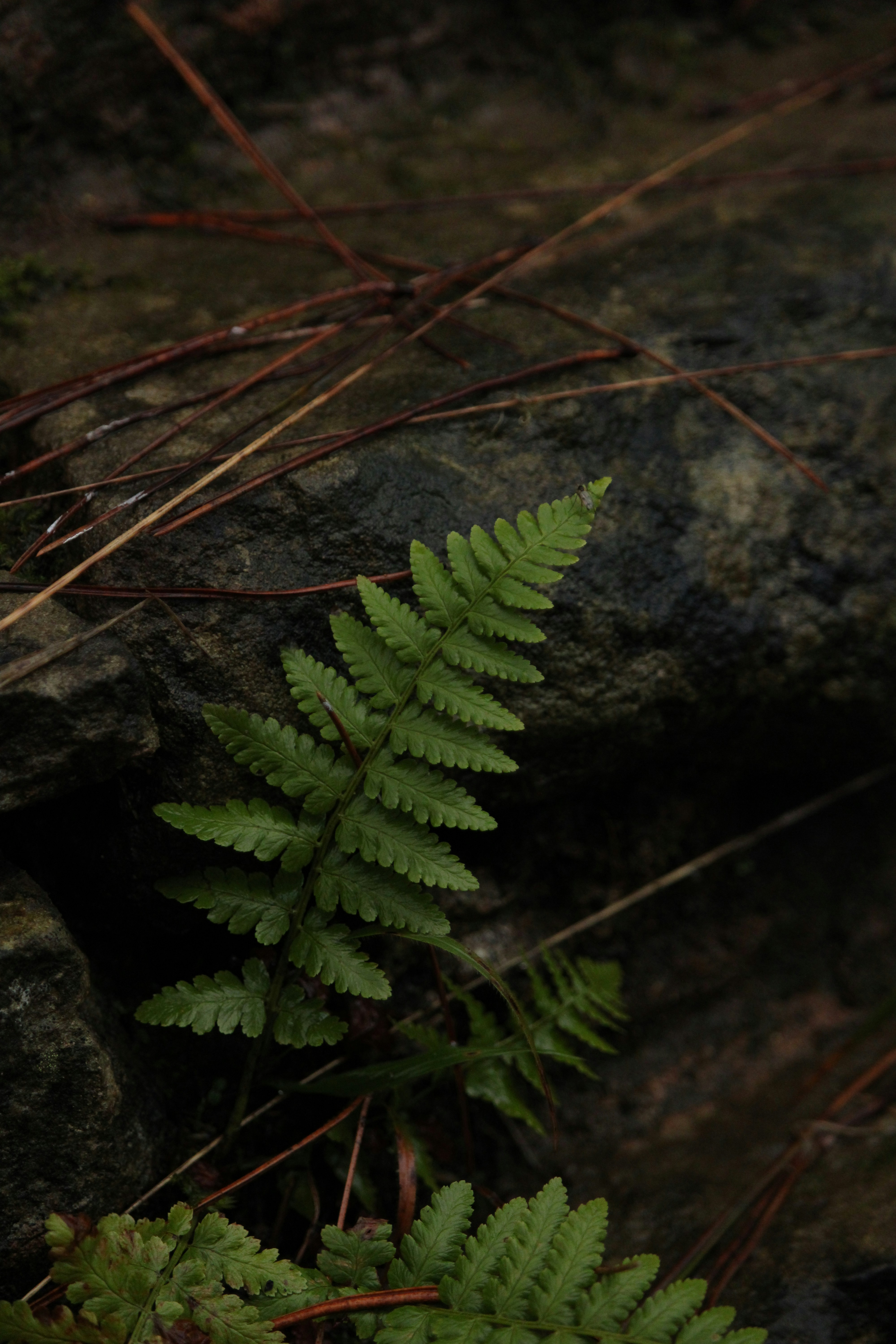 Photo by every_small_step_