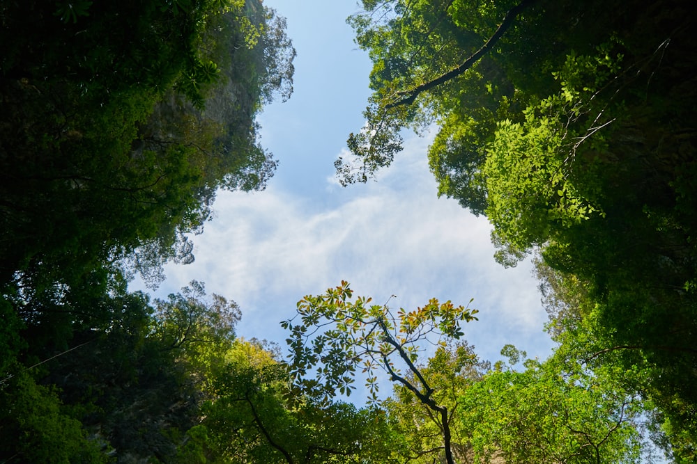 green trees under white clouds during daytime