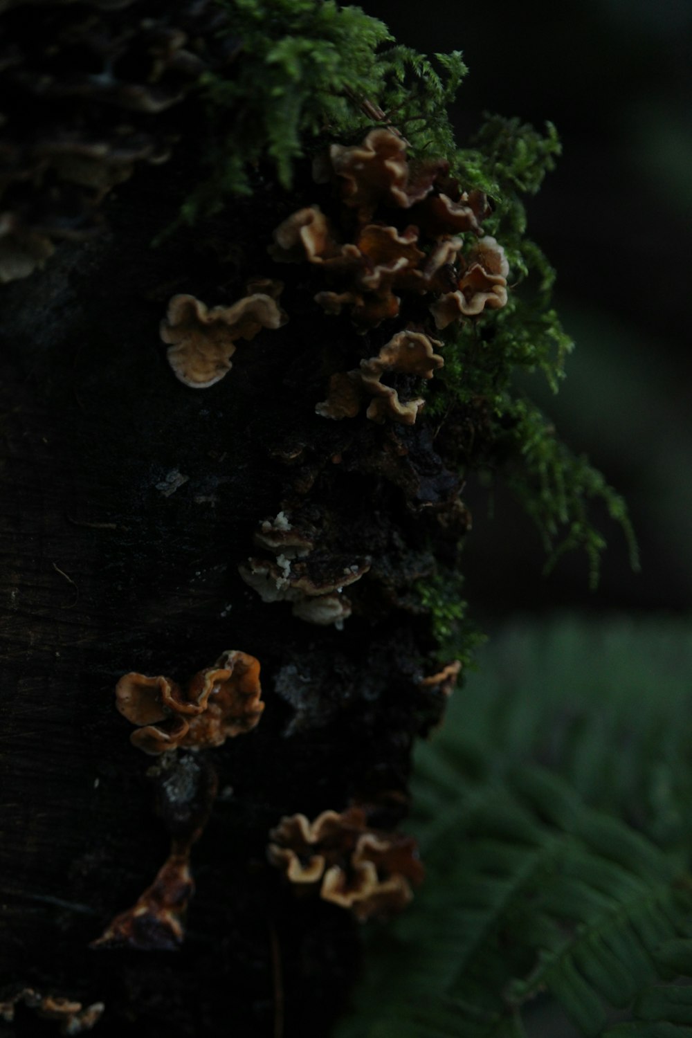 champiñón marrón sobre tronco de madera marrón