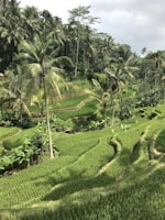 Lush rice terraces in Ubud, Bali.