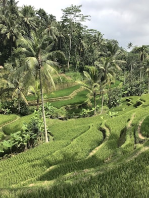 Lush rice terraces in Ubud, Bali.
