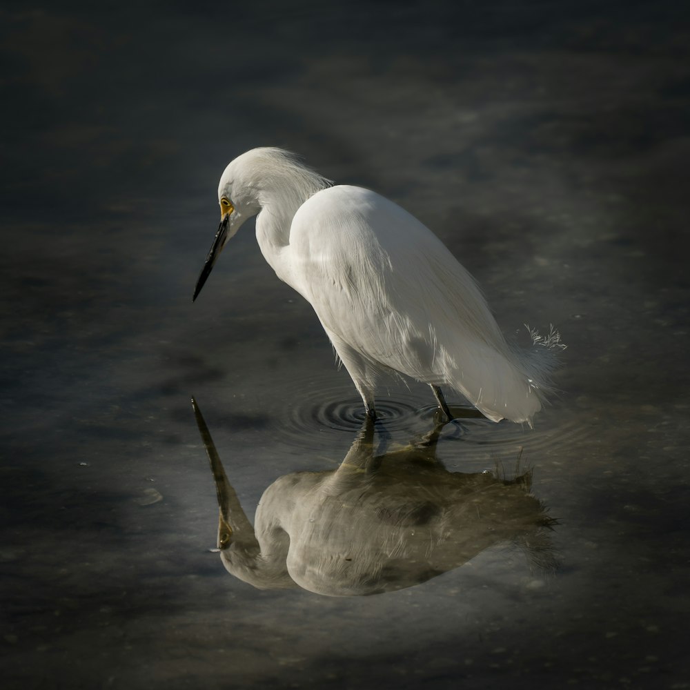 white bird on water during daytime