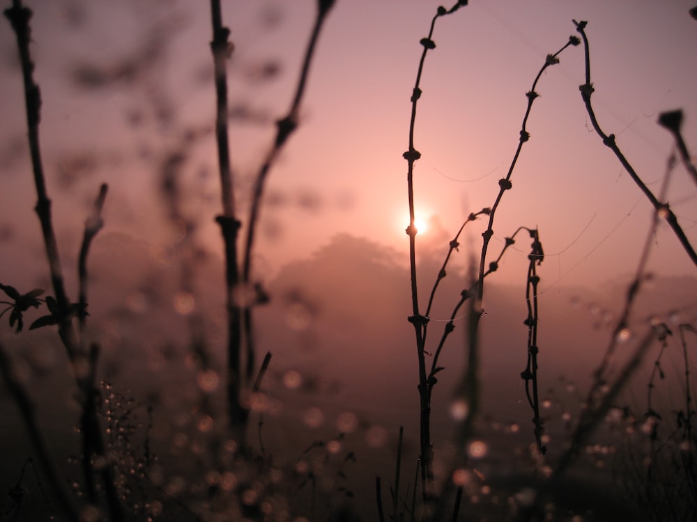 silhouette of plant during sunset