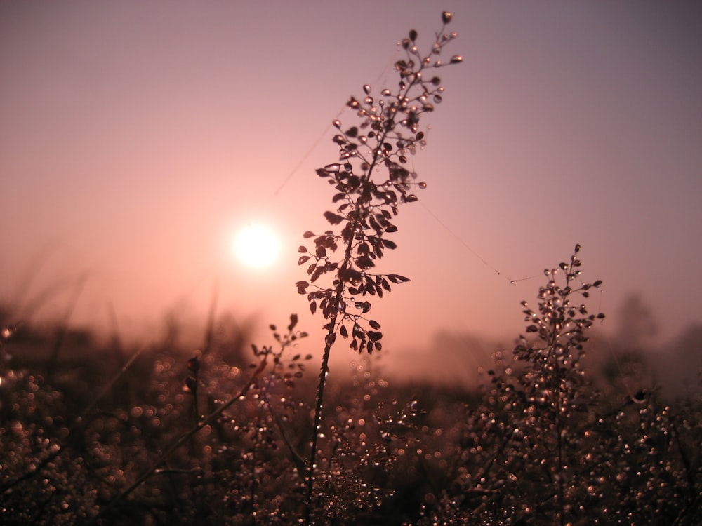 silhouette de plante au coucher du soleil