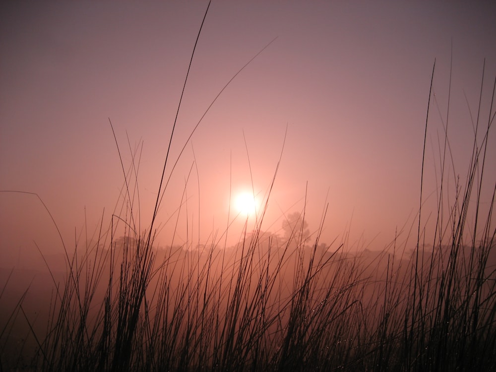 silhouette of grass during sunset