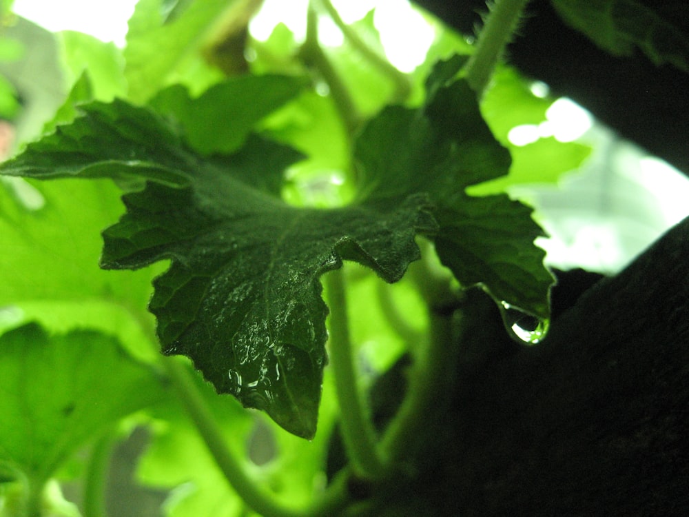 water droplets on green leaf