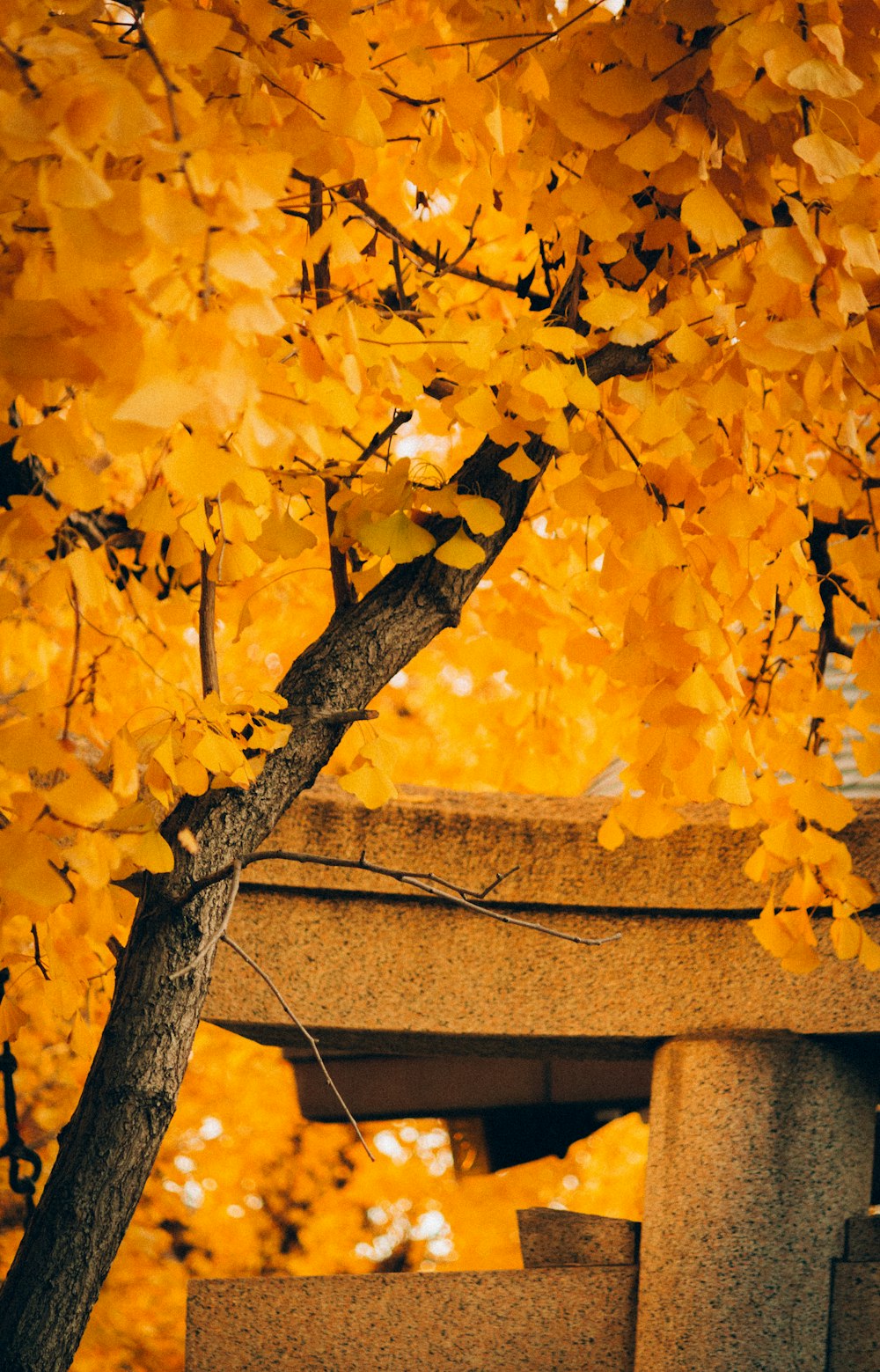 gelber Ahornbaum neben brauner Betonwand