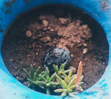 Macro shot of vibrant succulent planted in a small porocota pot with visible biochar particles.