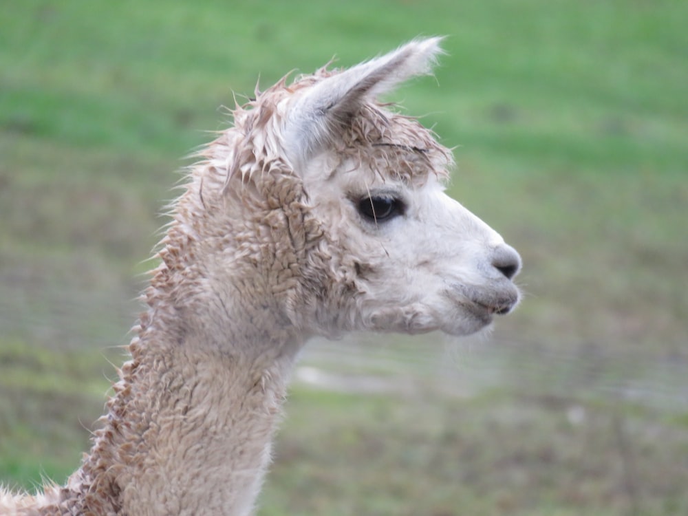 brown llama on green grass field during daytime