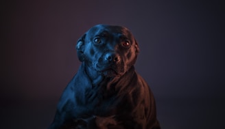 A black dog with short fur is illuminated by deep blue and warm red lighting, creating a dramatic contrast against a dark background. The dog's expression appears calm and attentive.