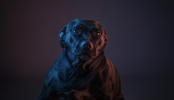 A black dog with short fur is illuminated by deep blue and warm red lighting, creating a dramatic contrast against a dark background. The dog's expression appears calm and attentive.