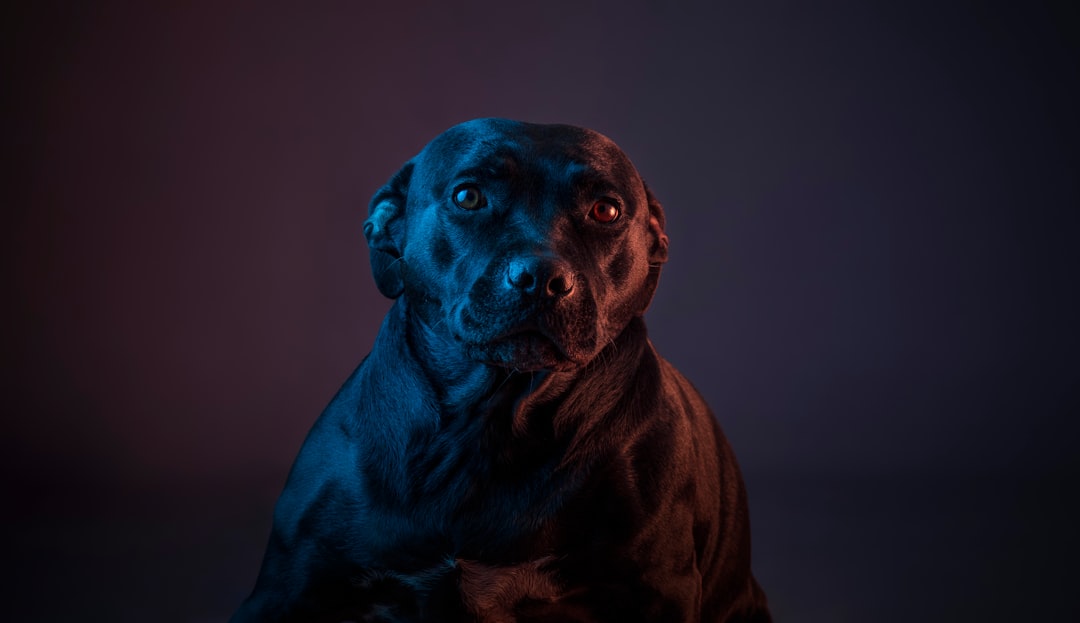black short coated medium sized dog