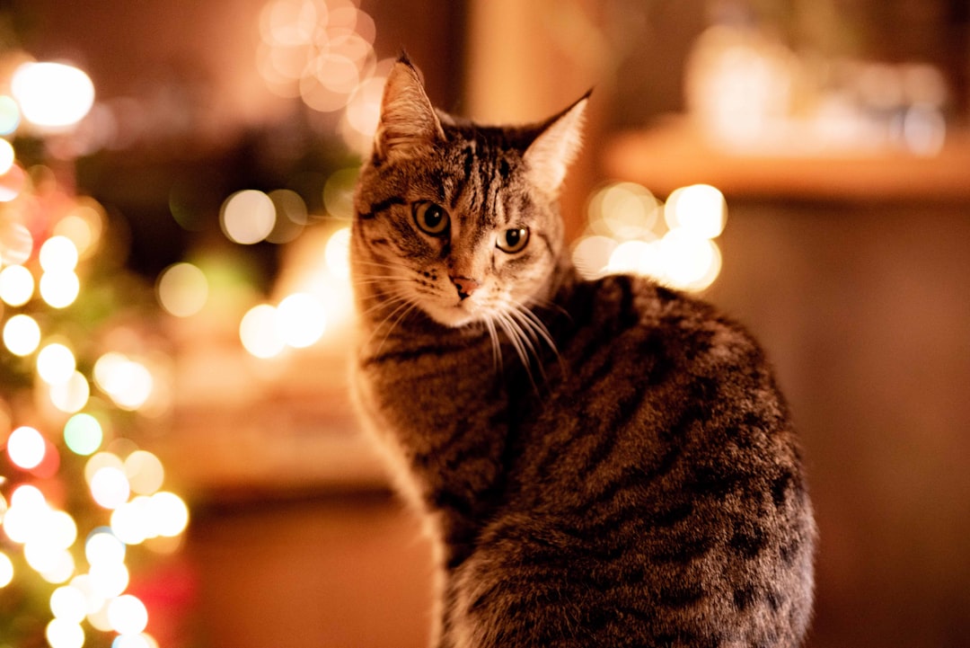 brown tabby cat in bokeh photography