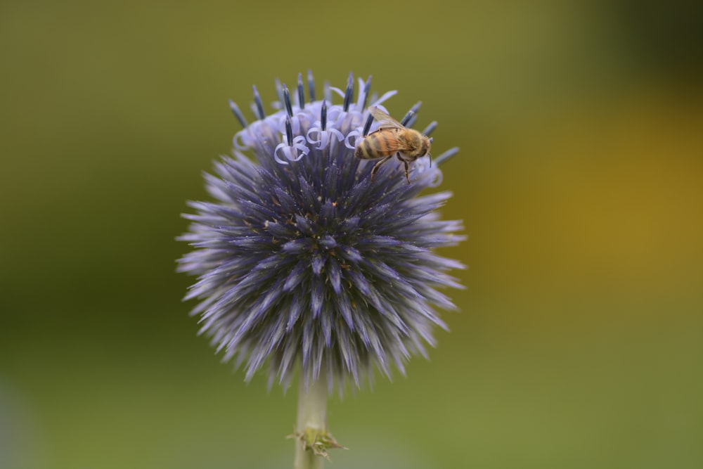 brown and black bee on blue and white flower