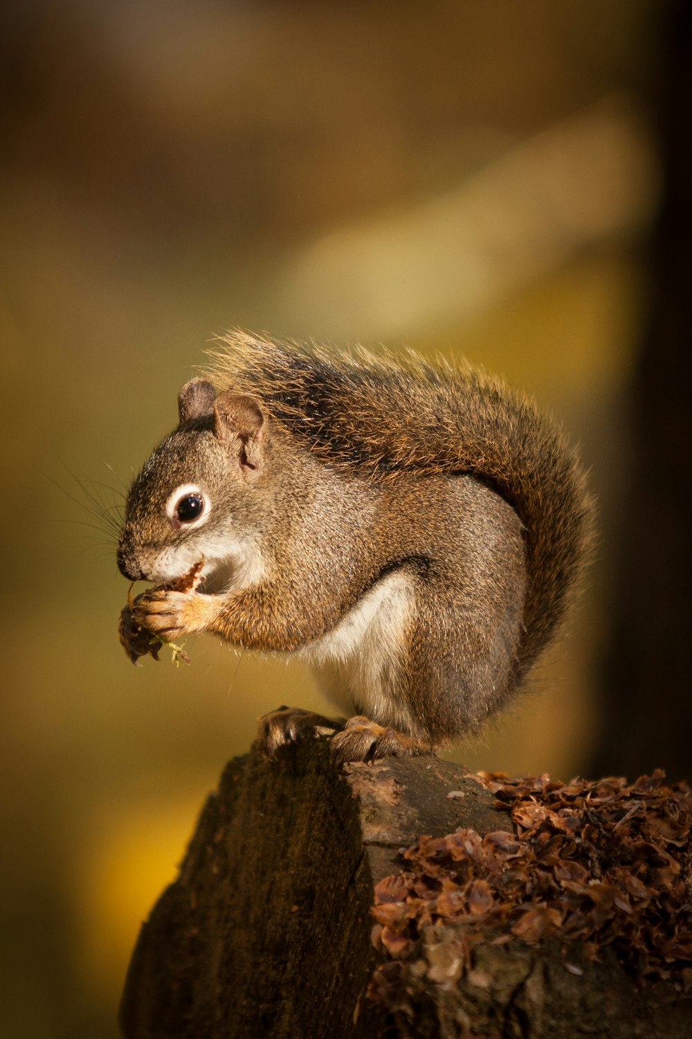 brown squirrel on brown tree branch