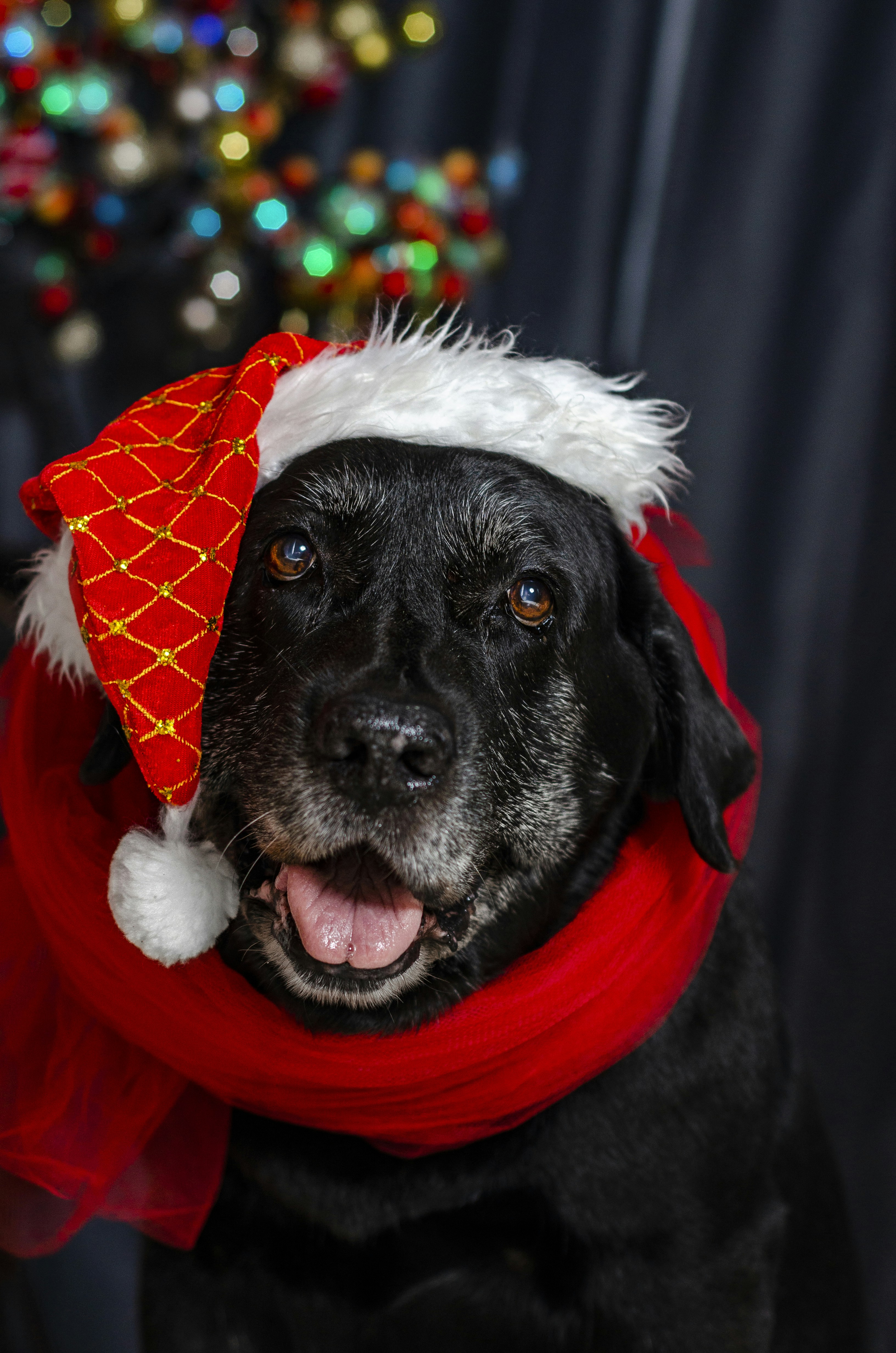 black labrador retriever wearing red and white santa hat