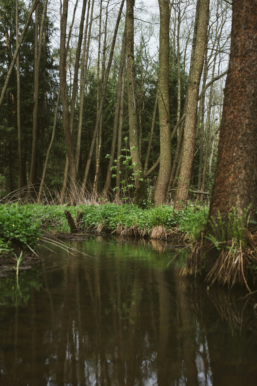 green trees beside river during daytime