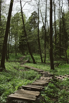 brown wooden pathway in the middle of green grass and trees