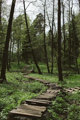 brown wooden pathway in the middle of green grass and trees